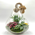 Hanging Pear Terrarium